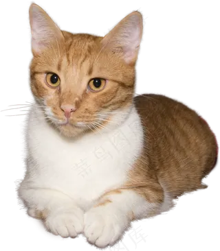 猫, 说谎, 孤立, 红色的, 白色的, 细心, 