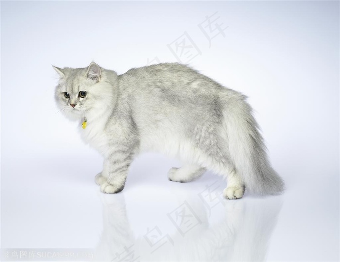 可爱猫咪-洁白的波斯猫