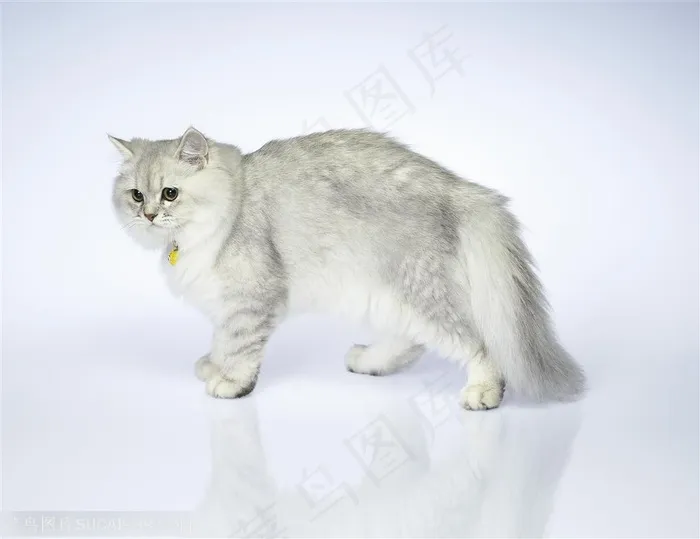 可爱猫咪-洁白的波斯猫