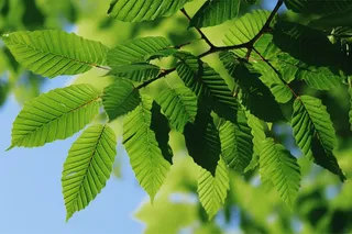 夏日蓝天下的绿叶树枝摄影图