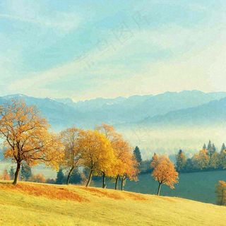 秋天黄色的树叶和草地肃杀的气氛，立秋，秋分