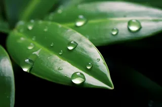 树叶露珠水滴抓拍摄影图