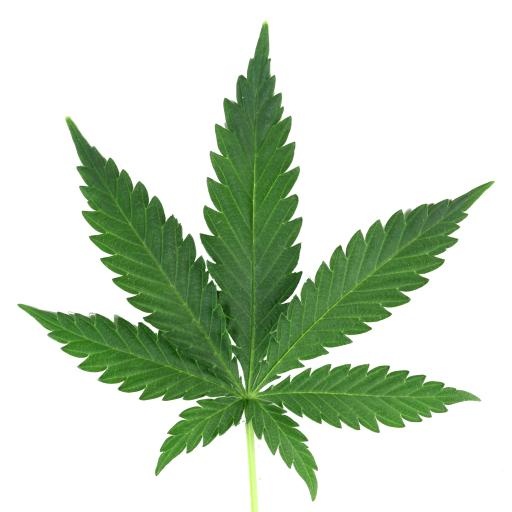 大麻PNG免抠(2544x2544)