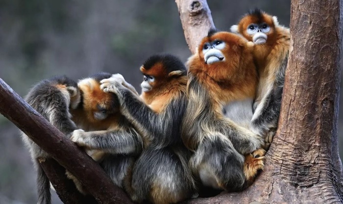 金丝猴图片