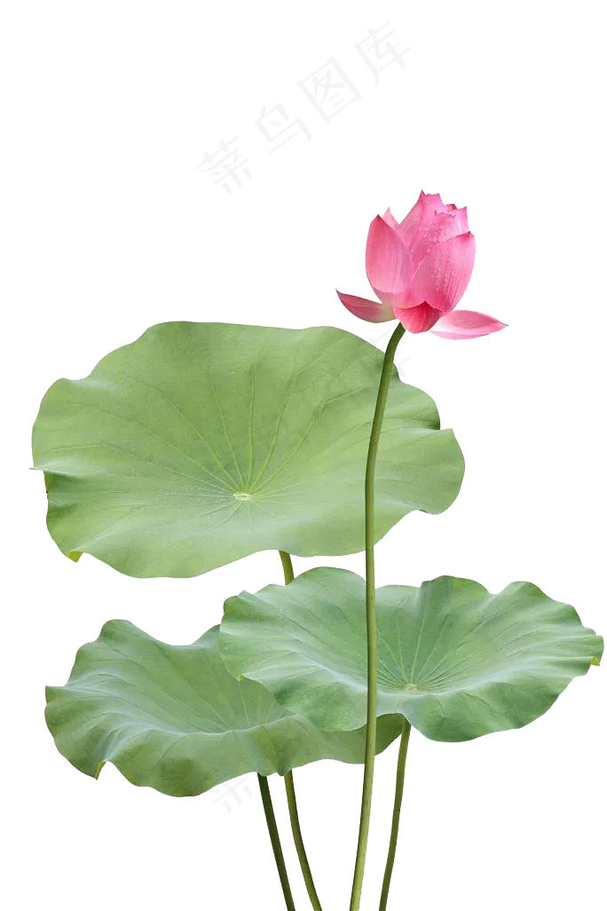 荷花摄影免扣素材