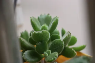 绿色熊童子多肉植物