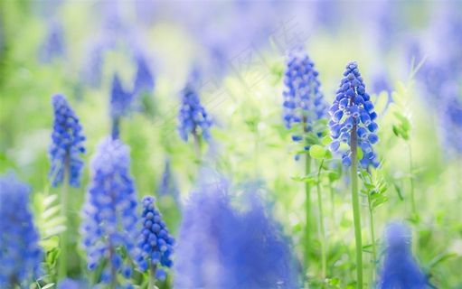 爱如夏花只开半夏