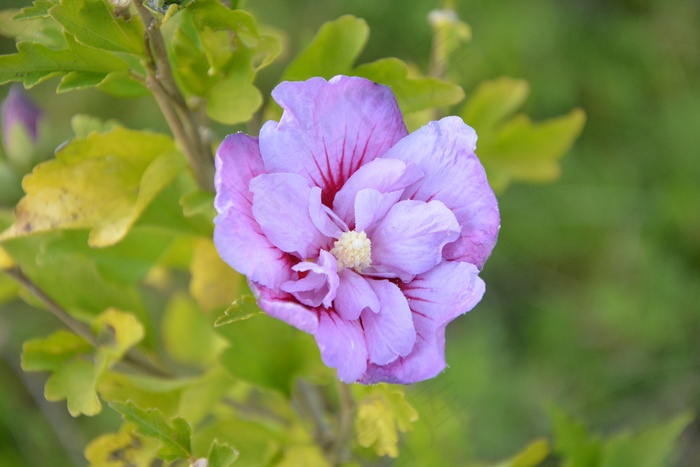 淡紫色芙蓉花图片