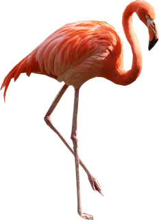 火烈鸟免抠素材