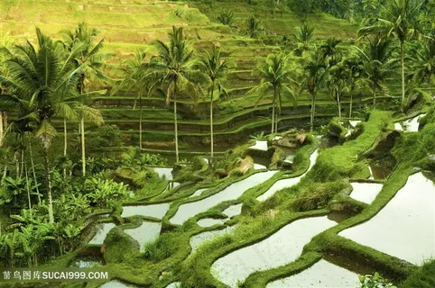美丽的梯田景色高清图
