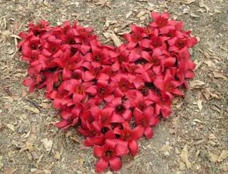 红色的木棉花图片