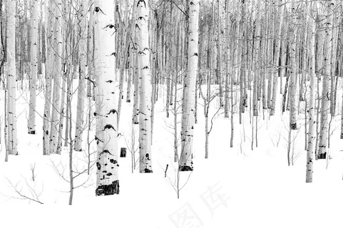 雪地里的大树白桦林高清