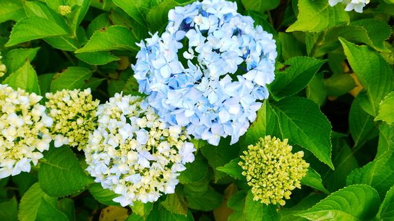 洋绣球花高清图片