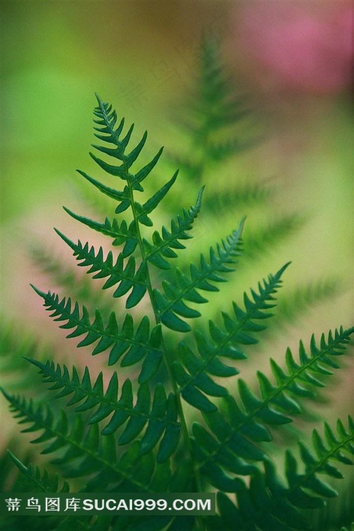 唯美绿色植物素材图片