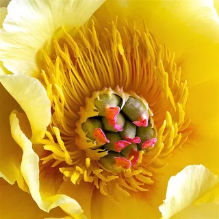 超高清黄牡丹特写鲜花图片