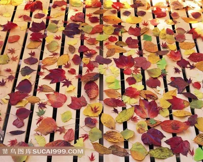 唯美落叶素材图片