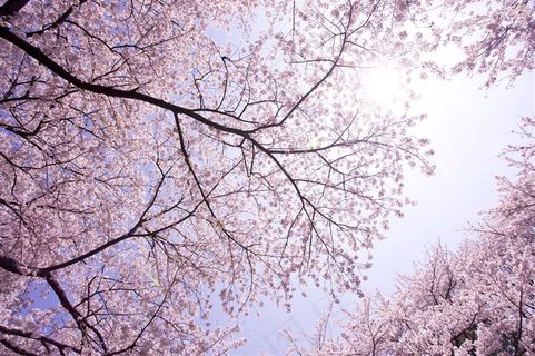 高清满树的樱花鲜花图片 高清满树的樱花鲜花图片