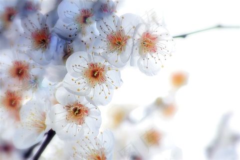 唯美桃花鲜花图片