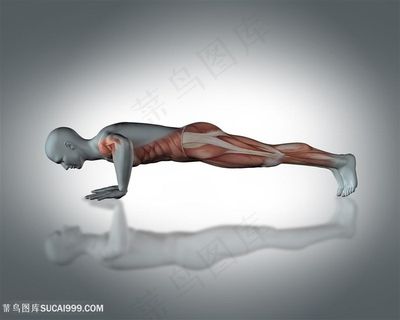 俯卧撑腿部人体肌肉透视图片人体器官图