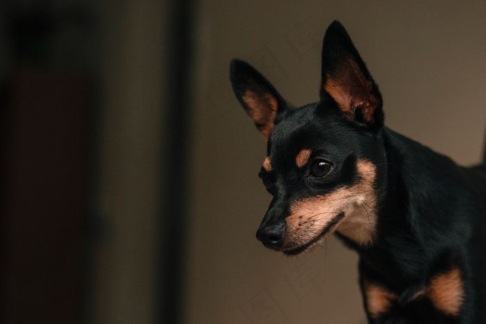 迷你杜宾犬头部特写图片
