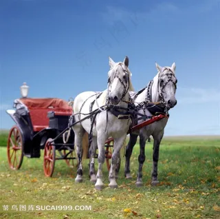 草地上拉车的白色摄影图