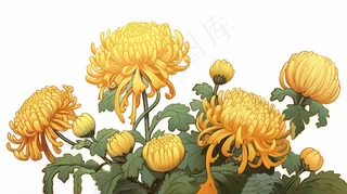 黄色菊花花丛插画素材