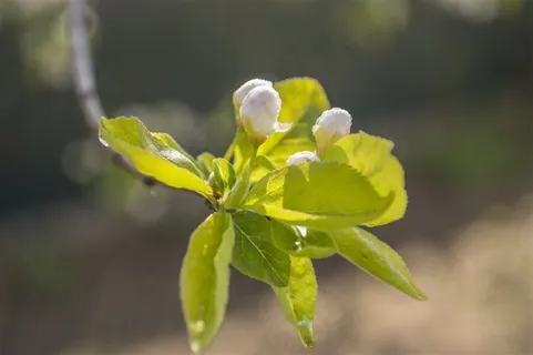 春天梨树花开 春天梨树花开