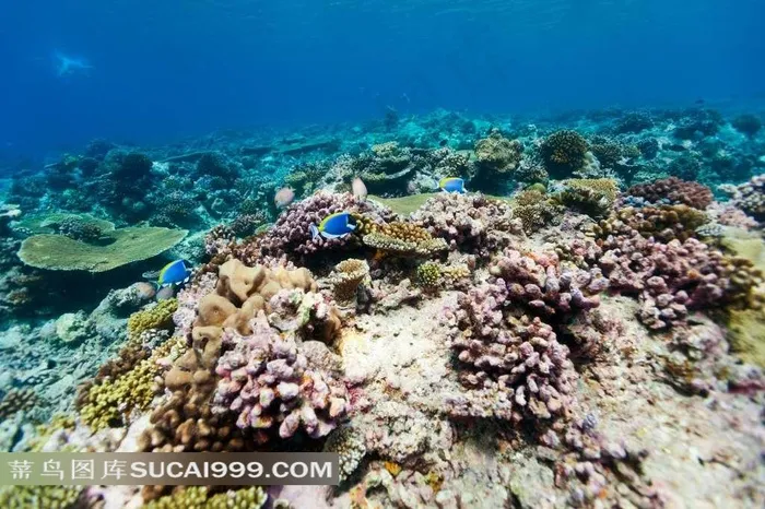 美丽的海底生物图片