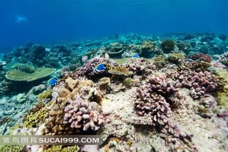 美丽的海底生物图片