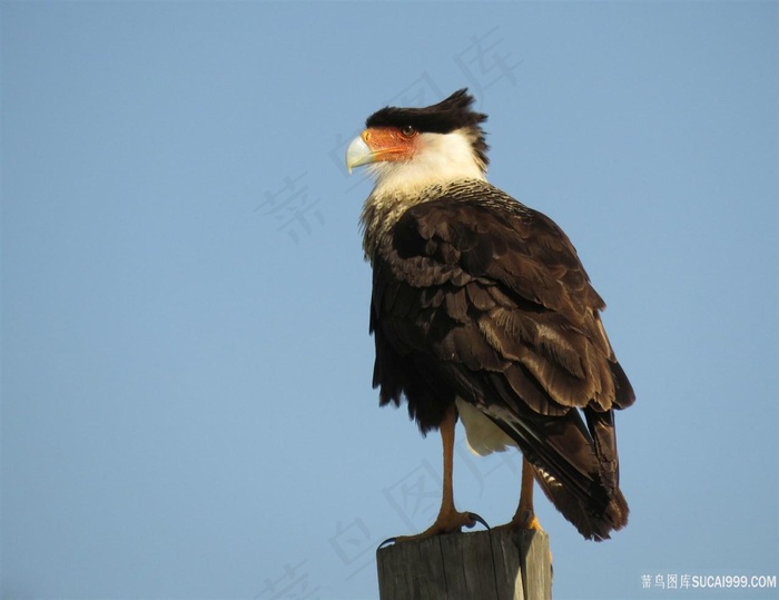 野外动物老鹰鸟图片