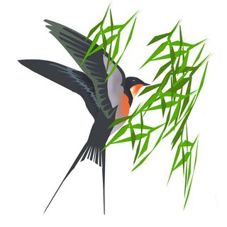 水彩手绘春季春天柳树柳条枝条小鸟小燕子元素PSD设计素材PNG图片