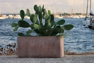 绿色仙人掌仙人球摄影素材