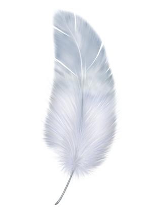 羽毛 PNG免抠(300x441)