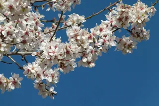 春天桃花开花图片