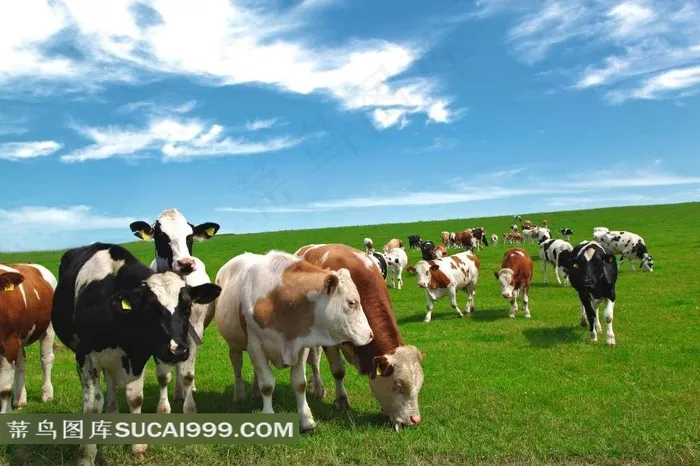 蓝天白云草地奶牛图片
