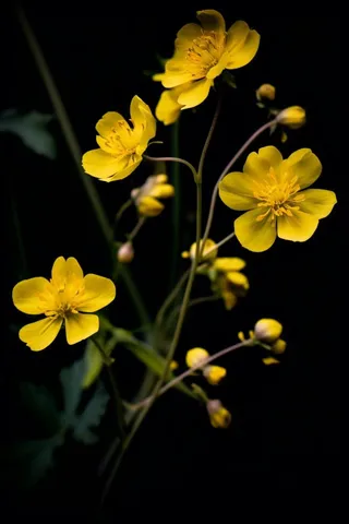 黑色背景棣棠花图