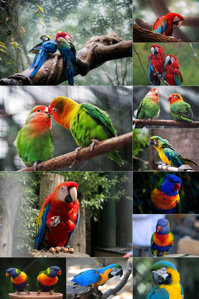 48张彩色鹦鹉图片