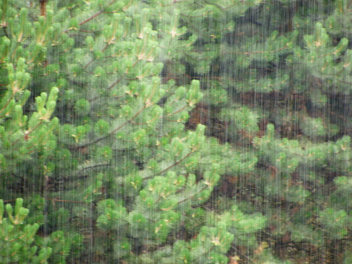 雨中美景图片