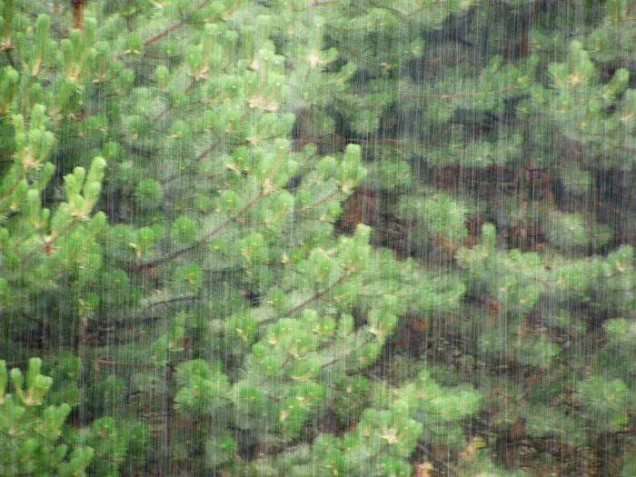 雨中美景图片