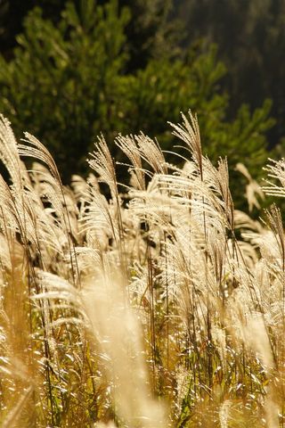漂亮的芦苇丛田园风光