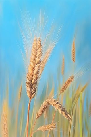 小麦蓝色虚化背景