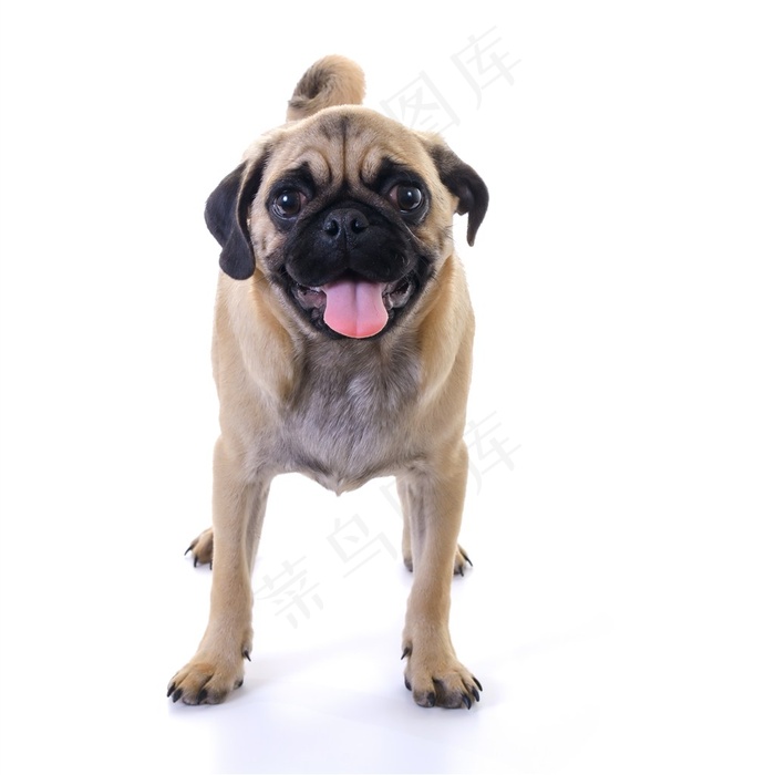 乖巧可爱的八哥犬狗狗图片