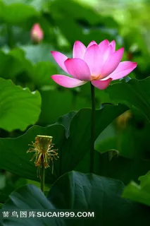 纯净的荷花图片