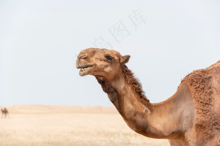 骆驼头部特写高清图片
