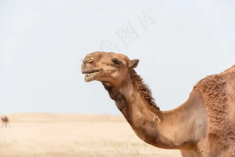 骆驼头部特写高清图片 骆驼头部特写高清图片