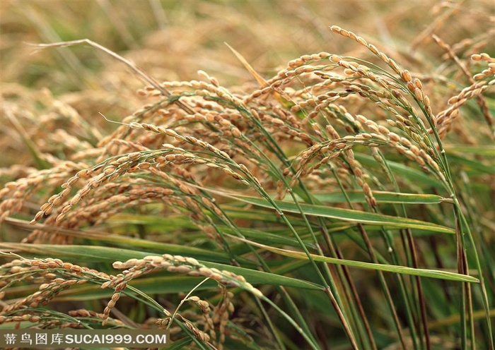 农作物-稻穗的穗子尖部特写