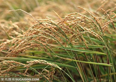 农作物-稻穗的穗子尖部特写