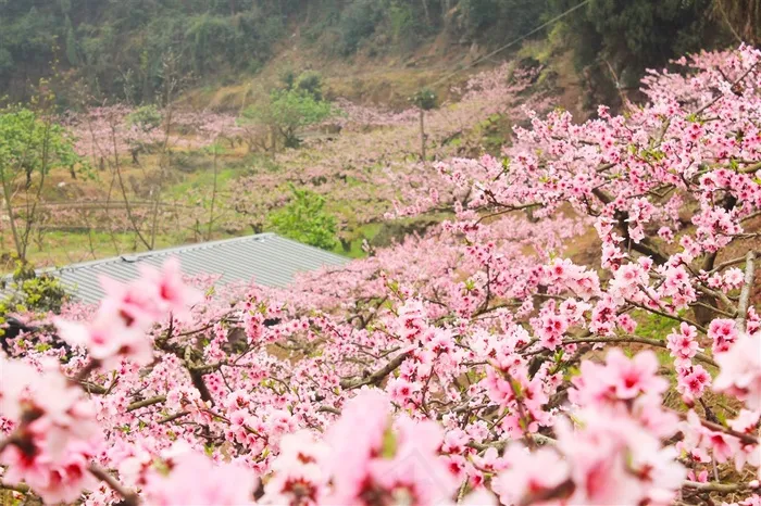 龙泉桃花摄影
