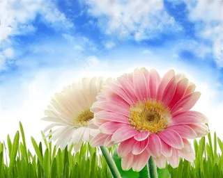 菊花蓝天白云小草素材