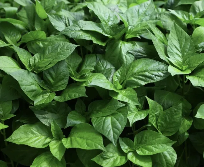 绿叶背景图 绿叶背景图